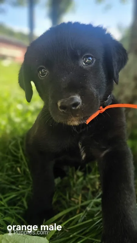 (orange) Boomer – Belgian Malinois, Golden Retriever puppy for sale in Somerset, PA