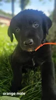 (orange) Boomer, a male Belgian Malinois and Golden Retriever for sale in Somerset, PA – 1 of 3