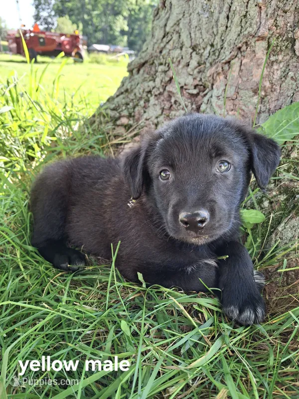 (Yellow) Duke – Belgian Malinois, Golden Retriever puppy for sale in Somerset, PA