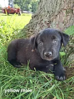 (Yellow) Duke, a male Belgian Malinois and Golden Retriever for sale in Somerset, PA – 1 of 3