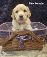 Pink (Ivy) , a female Golden Retriever for sale in Somerset, PA – Photo 3 of 5