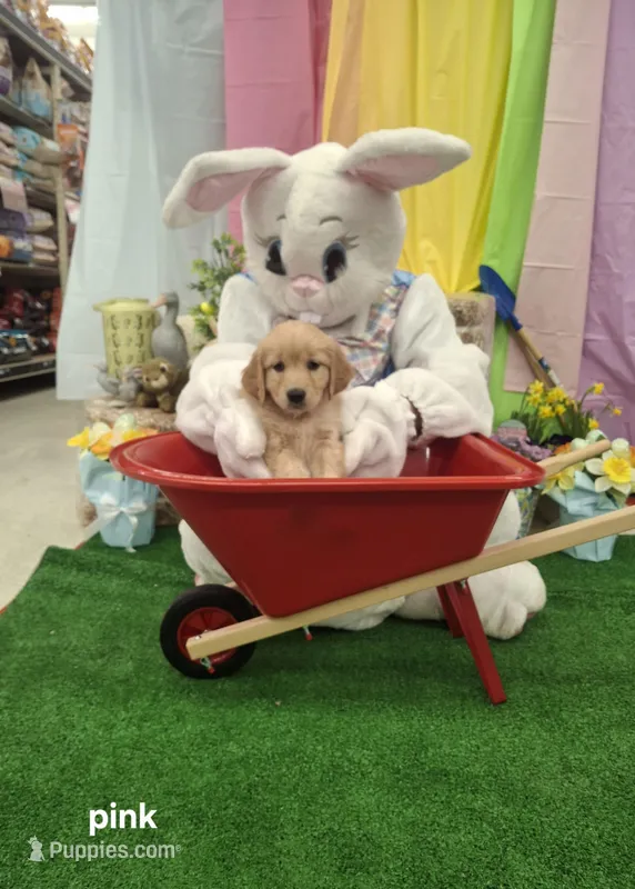 Pink (Ivy)  – Golden Retriever puppy for sale in Somerset, PA