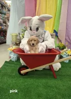 Pink (Ivy) , a female Golden Retriever for sale in Somerset, PA – Photo 1 of 5