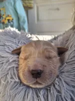 Pink (Ivy) , a female Golden Retriever for sale in Somerset, PA – Photo 4 of 5