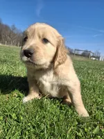Pink (Ivy) , a female Golden Retriever for sale in Somerset, PA – Photo 2 of 5