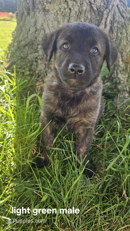 (light green) Atlas – Belgian Malinois, Golden Retriever puppy for sale in Somerset, PA