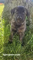 (light green) Atlas, a male Belgian Malinois and Golden Retriever for sale in Somerset, PA – 1 of 3