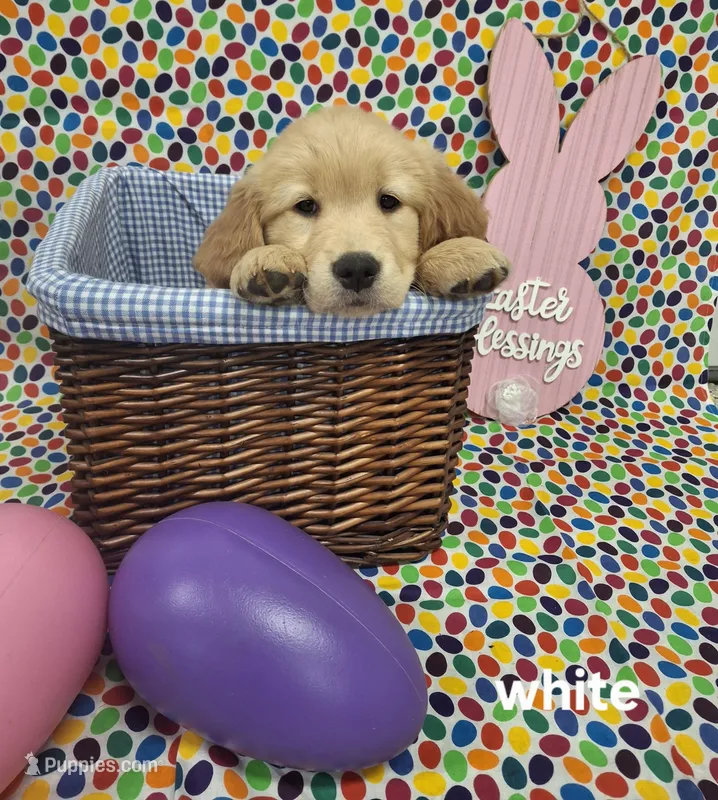 White ( Loxi)  – Golden Retriever puppy for sale in Somerset, PA
