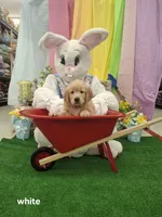 White ( Loxi) , a female Golden Retriever for sale in Somerset, PA – Photo 1 of 4