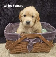 White ( Loxi) , a female Golden Retriever for sale in Somerset, PA – Photo 2 of 4
