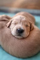 White ( Loxi) , a female Golden Retriever for sale in Somerset, PA – Photo 3 of 4