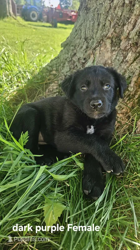 (Dark purple) Lainey – Belgian Malinois, Golden Retriever puppy for sale in Somerset, PA