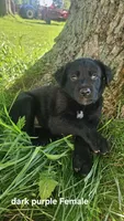 (Dark purple) Lainey, a female Belgian Malinois and Golden Retriever for sale in Somerset, PA – 1 of 3
