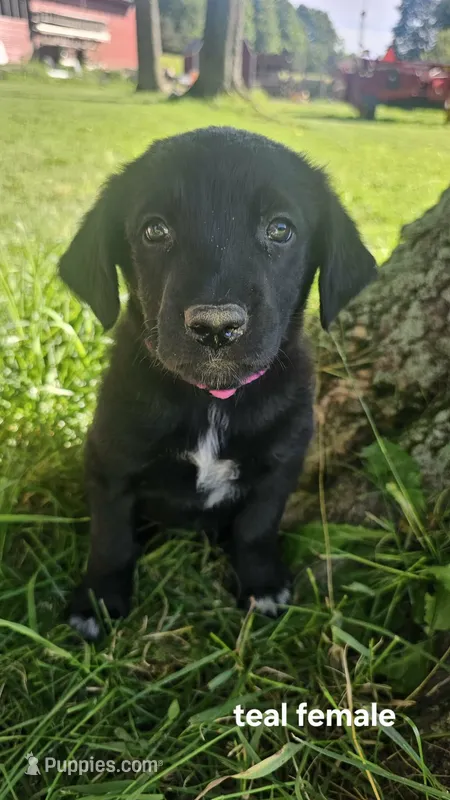 (Teal) Zara – Belgian Malinois, Golden Retriever puppy for sale in Somerset, PA