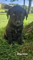 (Blue) Chase, a male Belgian Malinois and Golden Retriever for sale in Somerset, PA – 1 of 3