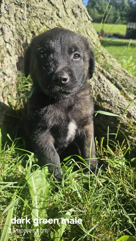 (Dark green) Kip – Belgian Malinois, Golden Retriever puppy for sale in Somerset, PA