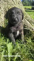 (Dark green) Kip, a male Belgian Malinois and Golden Retriever for sale in Somerset, PA – 1 of 3