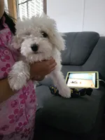 Rosie, a female Poodle - Miniature  for sale in Albuquerque, NM – 2 of 2