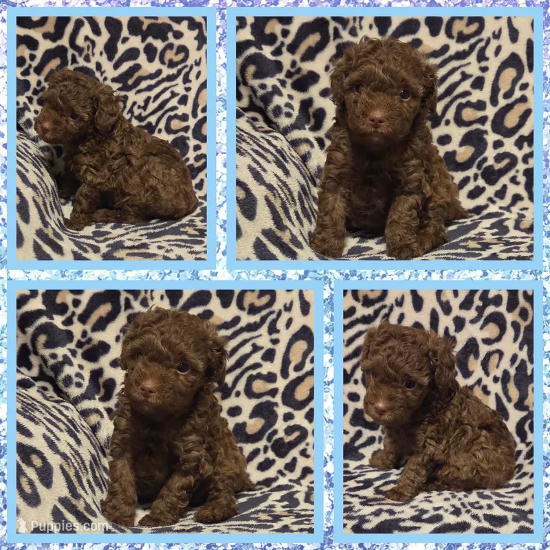 Hershey – Poodle - Toy  puppy for sale in Poplarville, MS