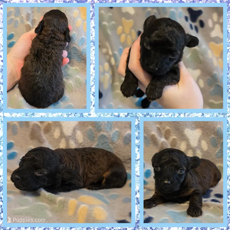 Bear – Poodle - Toy  puppy for sale in Poplarville, MS