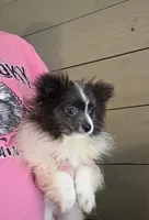 Stormy, a female Pomeranian for sale in Poplarville, MS – 2 of 3