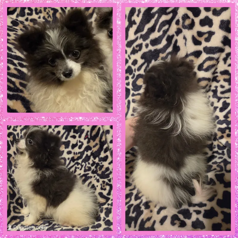 Stormy – Pomeranian puppy for sale in Poplarville, MS