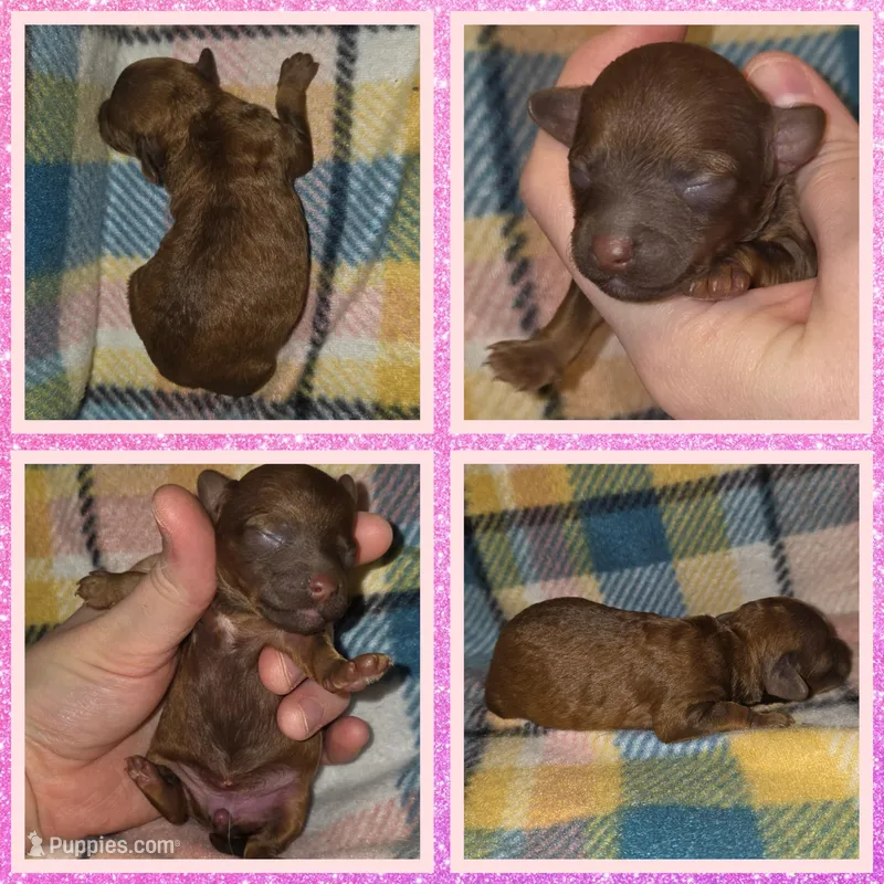 Cinnamon – Poodle - Miniature  puppy for sale in Poplarville, MS