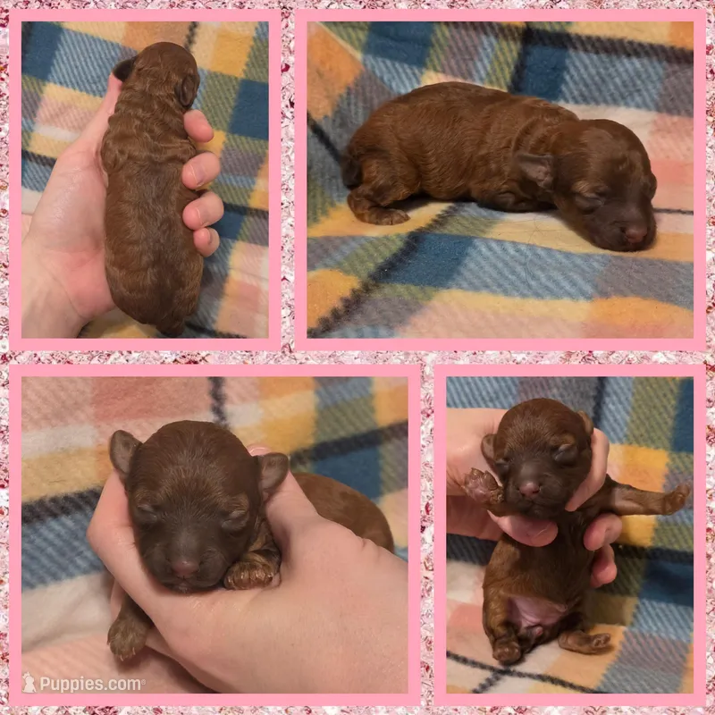 Cinnamon – Poodle - Toy  puppy for sale in Poplarville, MS