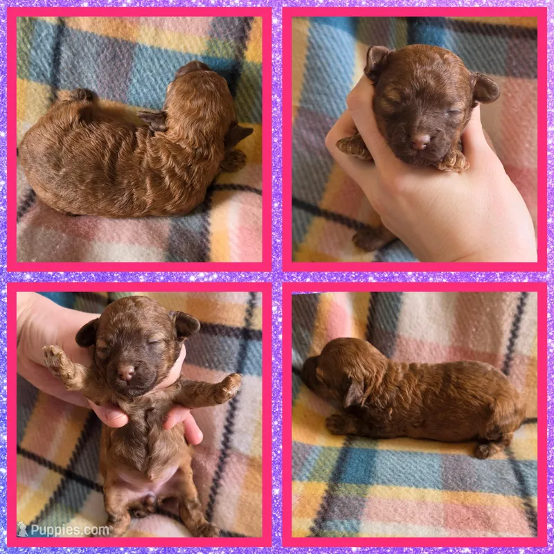 Cinnamon – Poodle - Toy  puppy for sale in Poplarville, MS