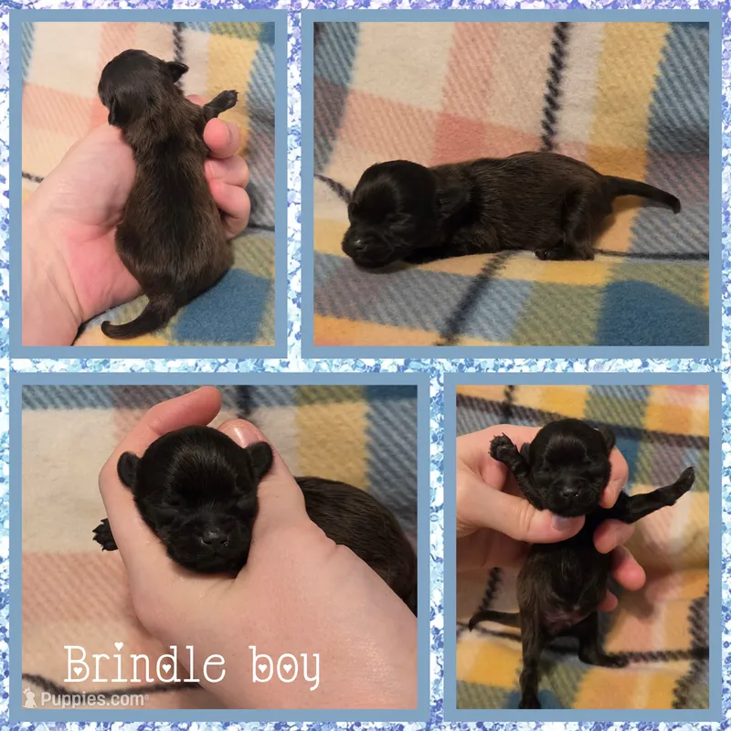 Peanut – Yorkipoo puppy for sale in Poplarville, MS