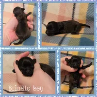 Peanut, a male Yorkipoo for sale in Poplarville, MS – 1 of 1