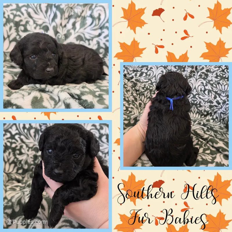 Shadow – Poodle - Toy  puppy for sale in Poplarville, MS