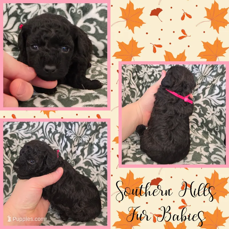 Sapphire – Poodle - Toy  puppy on hold in Poplarville, MS