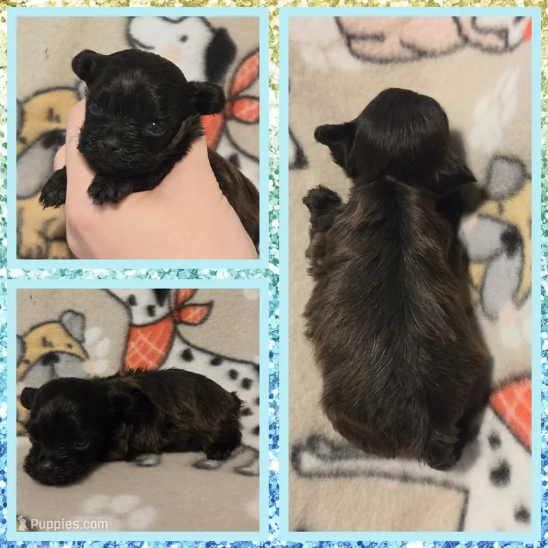 Peanut – Yorkipoo puppy for sale in Poplarville, MS