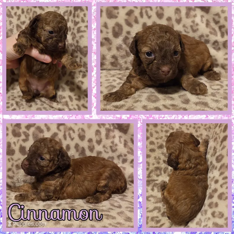 Cinnamon – Poodle - Toy  puppy for sale in Poplarville, MS