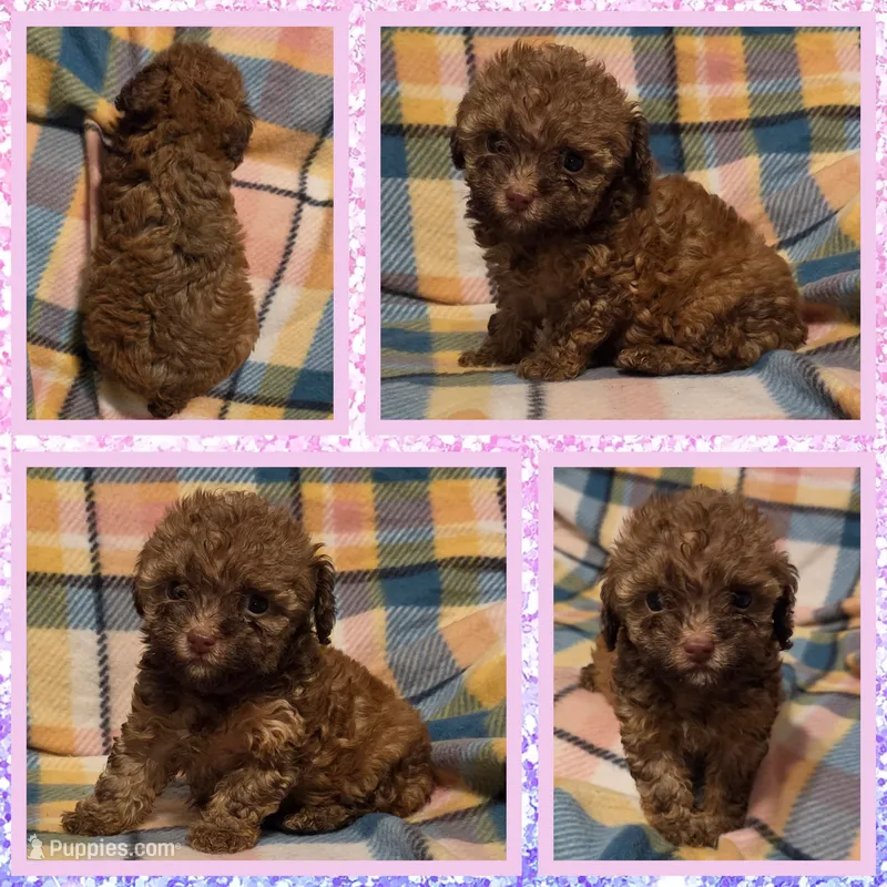 Cinnamon – Poodle - Toy  puppy for sale in Poplarville, MS