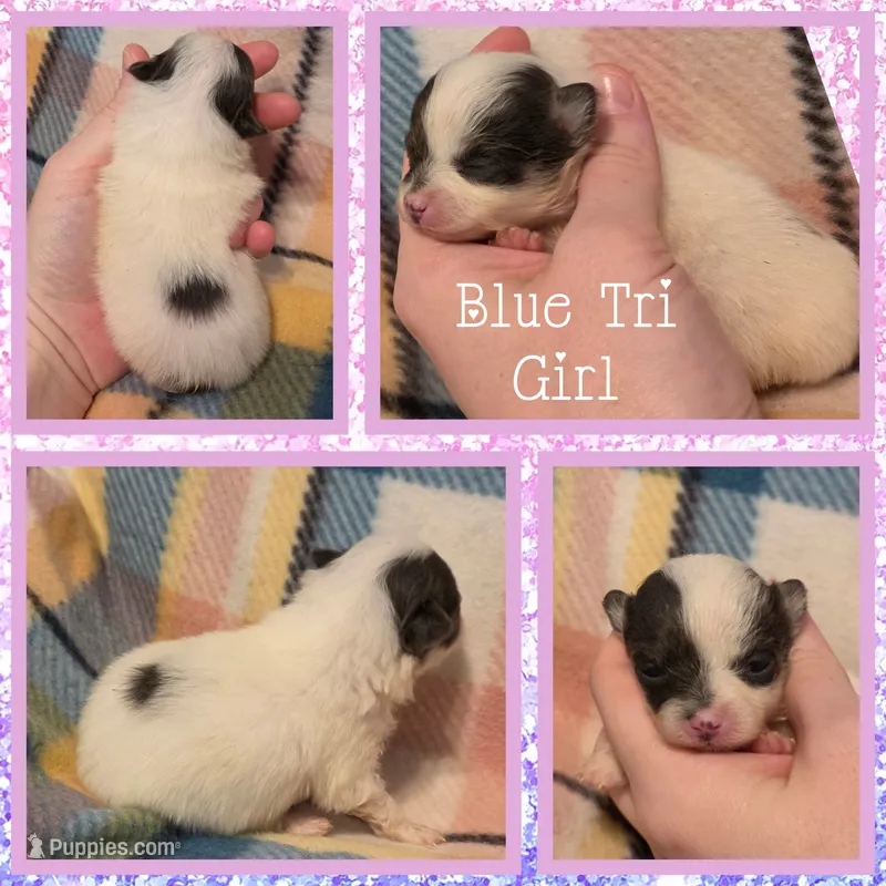 Skye – Pomeranian puppy for sale in Poplarville, MS