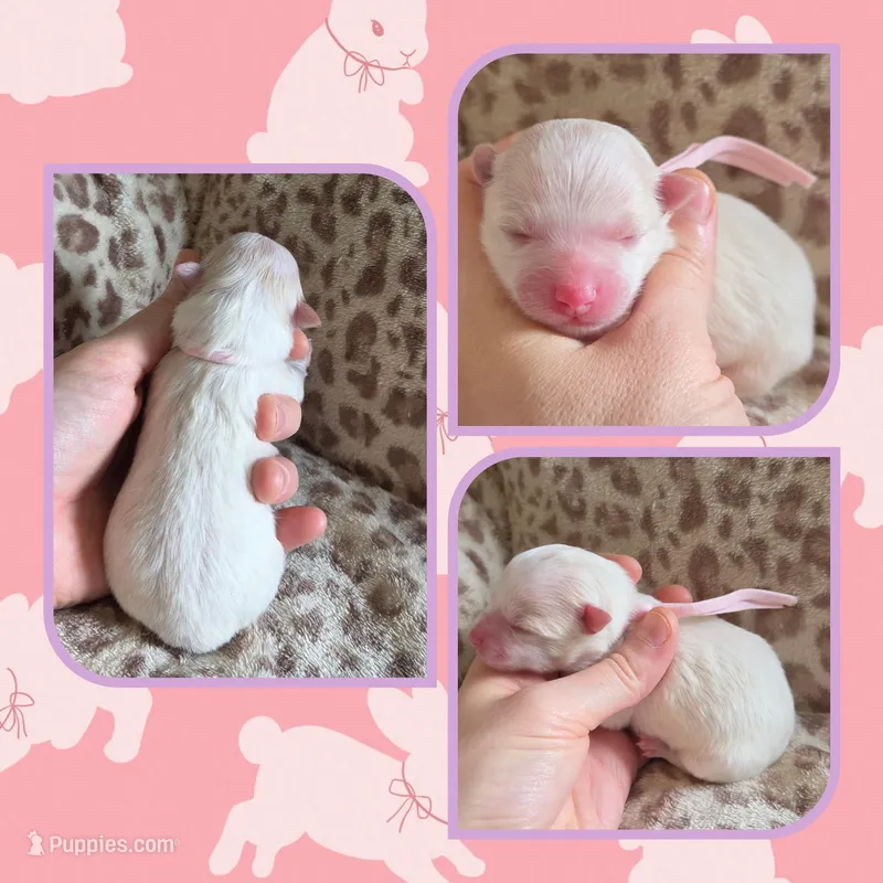 Cream parti female 1 – Pomeranian puppy for sale in Poplarville, MS