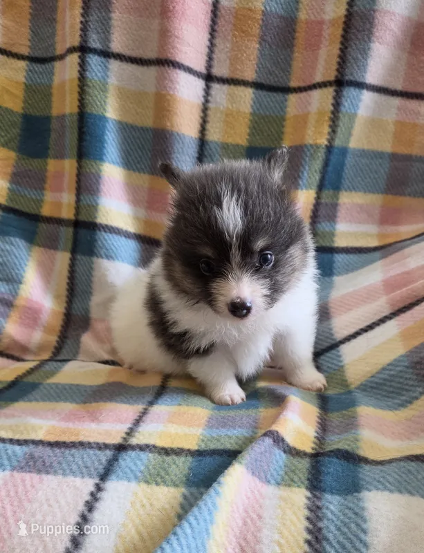 Bluey – Pomeranian puppy for sale in Poplarville, MS