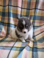 Bluey, a male Pomeranian for sale in Poplarville, MS – 1 of 3