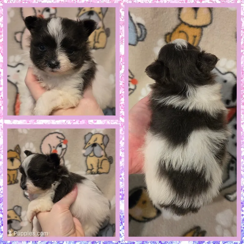 Stormy – Pomeranian puppy for sale in Poplarville, MS