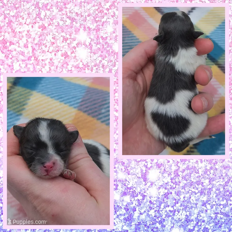 Stormy – Pomeranian puppy for sale in Poplarville, MS