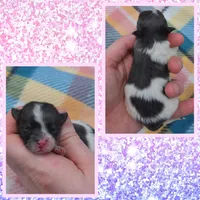 Stormy, a female Pomeranian for sale in Poplarville, MS – 1 of 1