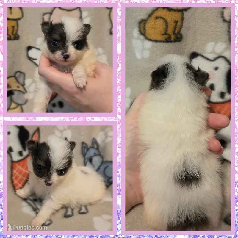 Skye – Pomeranian puppy for sale in Poplarville, MS