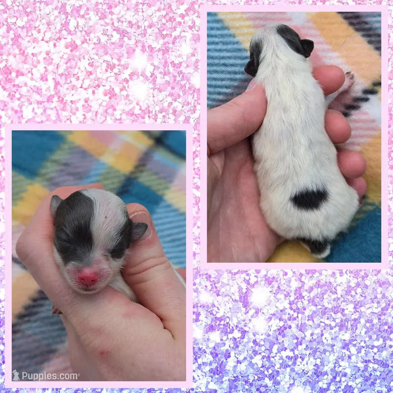 Skye – Pomeranian puppy for sale in Poplarville, MS