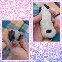 Skye, a female Pomeranian for sale in Poplarville, MS – 1 of 1