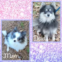Stormy, a female Pomeranian for sale in Poplarville, MS – 3 of 3