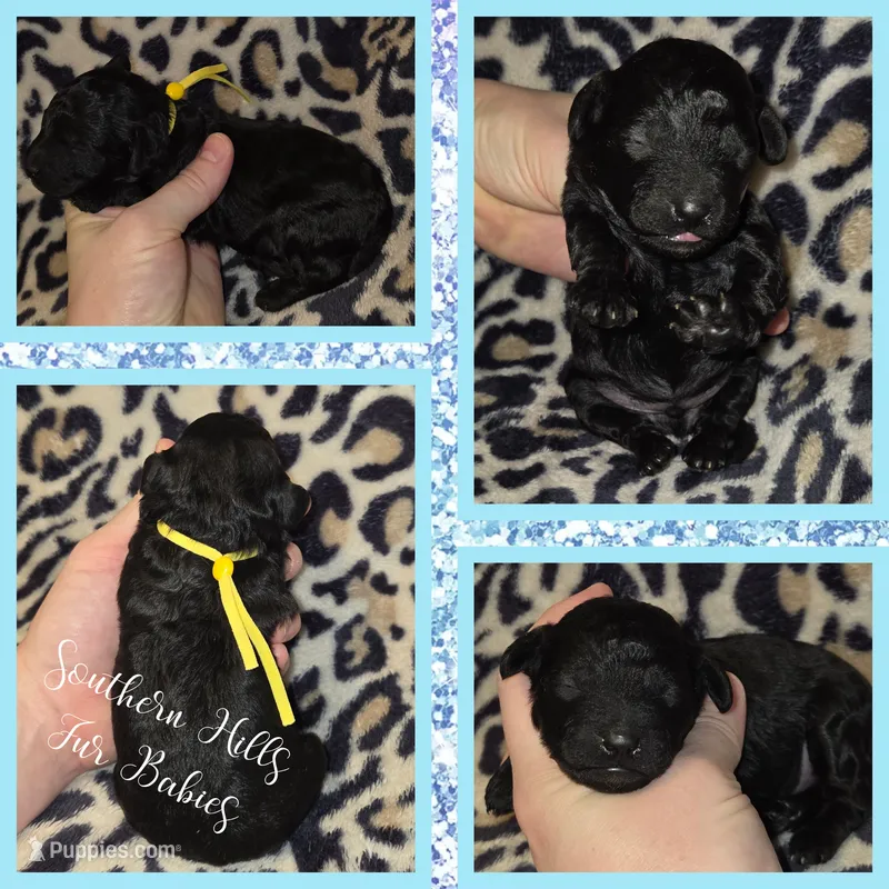 Shadow – Poodle - Toy  puppy for sale in Poplarville, MS