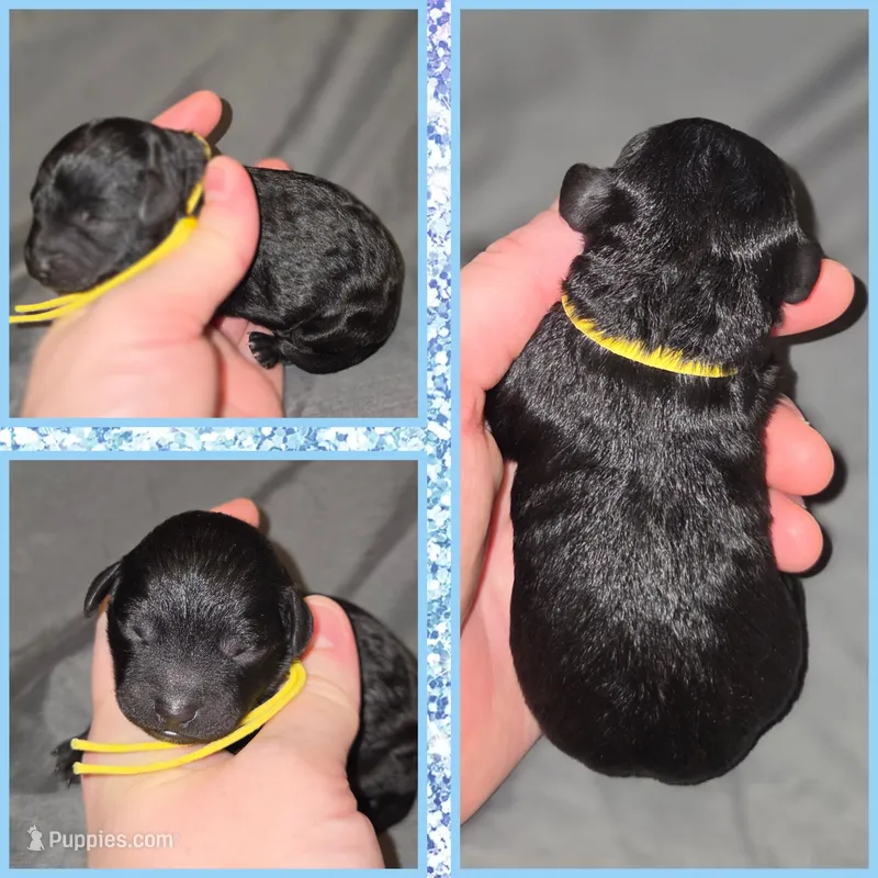 Black male – Poodle - Toy  puppy for sale in Poplarville, MS