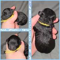 Black male, a male Poodle - Toy  for sale in Poplarville, MS – 1 of 1